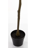 Drzewko Dekoracyjne Eukaliptus