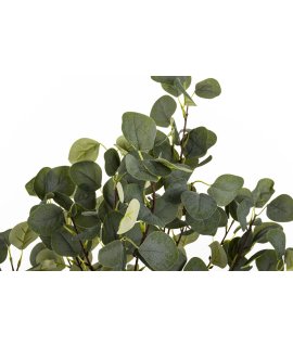 Drzewko Dekoracyjne Eukaliptus