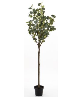 Drzewko Dekoracyjne Eukaliptus