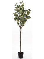 Drzewko Dekoracyjne Eukaliptus