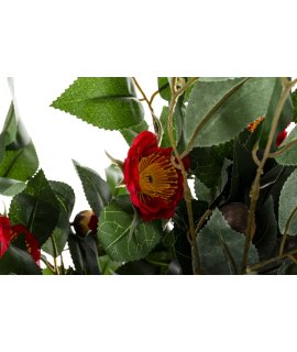 Drzewko Dekoracyjne Kamelia