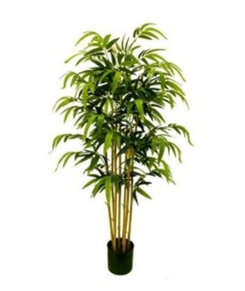 Roślina Dekoracyjna Bambus Roślina Dekoracyjna Bambus