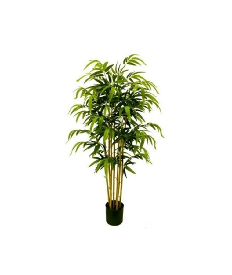 Roślina Dekoracyjna Bambus