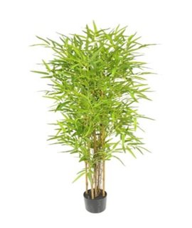 Roślina Dekoracyjna Bambus Roślina Dekoracyjna Bambus