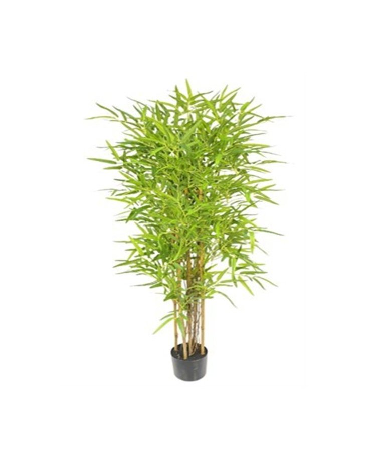 Roślina Dekoracyjna Bambus