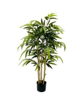 Roślina Dekoracyjna Bambus Roślina Dekoracyjna Bambus