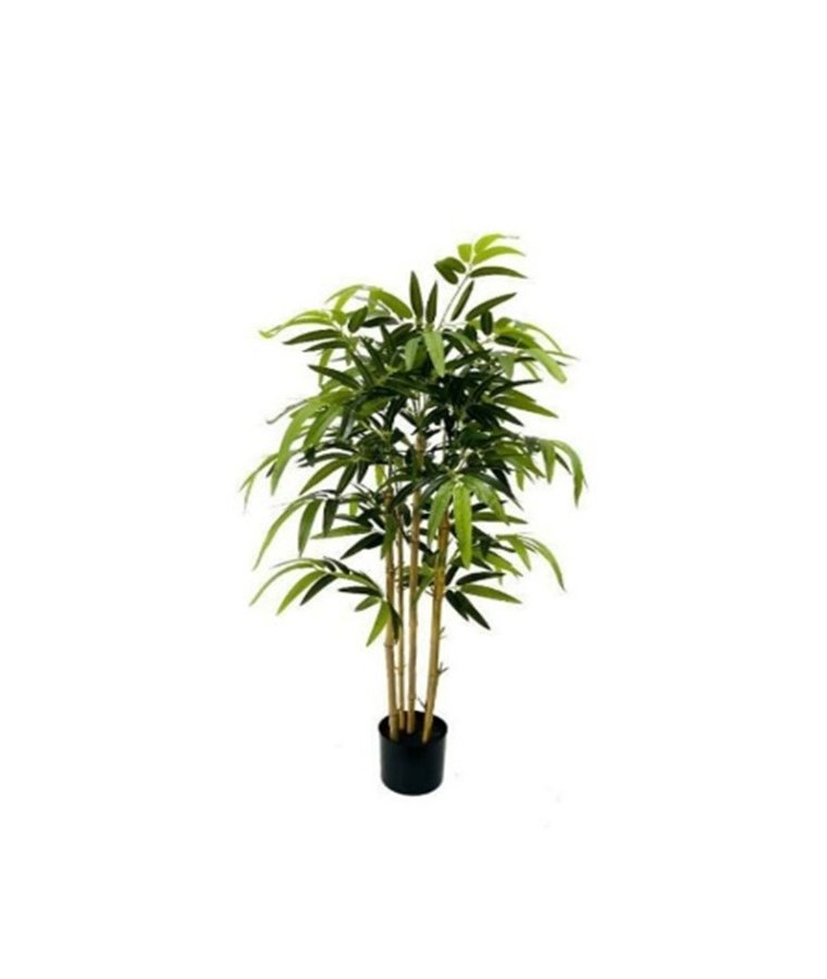 Roślina Dekoracyjna Bambus