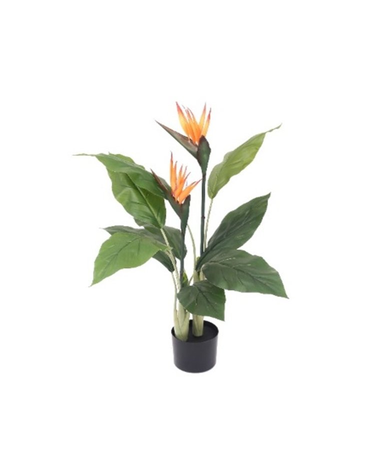 Roślina Dekoracyjna Sterlicja