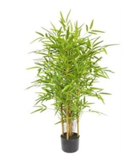 Roślina Dekoracyjna Bambus Roślina Dekoracyjna Bambus