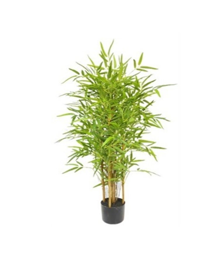 Roślina Dekoracyjna Bambus