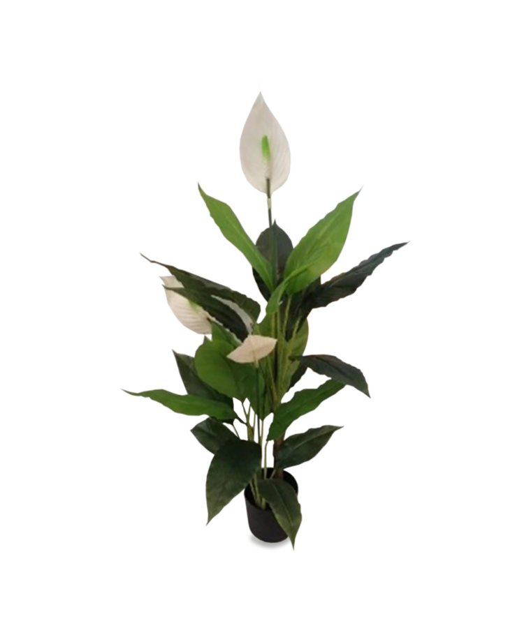 Roślina Dekoracyjna Skrzydłokwiat