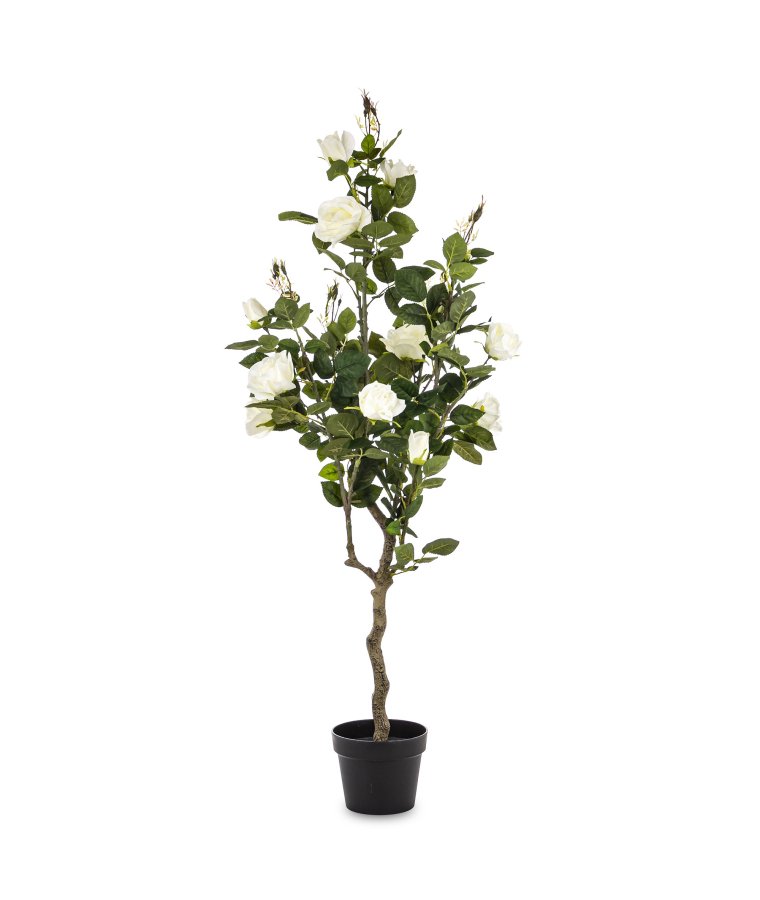 Roślina Dekoracyjna Róża