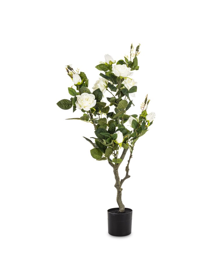 Roślina Dekoracyjna Róża