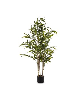 Roślina Dekoracyjna Bambus Roślina Dekoracyjna Bambus