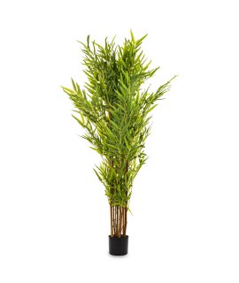 Roślina Dekoracyjna Bambus Roślina Dekoracyjna Bambus