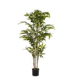 Roślina Dekoracyjna Bambus Roślina Dekoracyjna Bambus