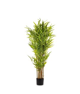 Roślina Dekoracyjna Bambus Roślina Dekoracyjna Bambus