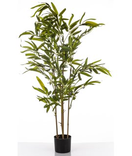 Roślina Dekoracyjna Bambus Roślina Dekoracyjna Bambus