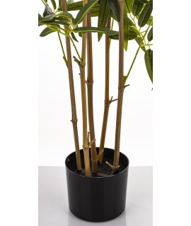 Roślina Dekoracyjna Bambus Roślina Dekoracyjna Bambus
