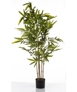 Roślina Dekoracyjna Bambus Roślina Dekoracyjna Bambus