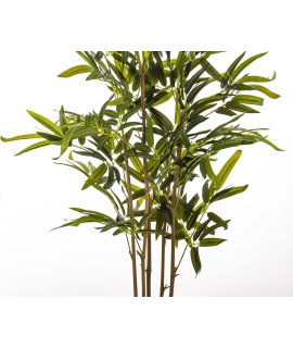 Roślina Dekoracyjna Bambus Roślina Dekoracyjna Bambus
