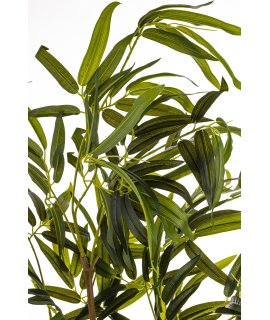 Roślina Dekoracyjna Bambus Roślina Dekoracyjna Bambus