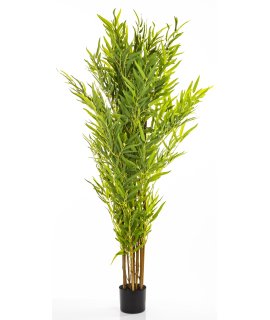 Roślina Dekoracyjna Bambus Roślina Dekoracyjna Bambus