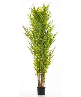 Roślina Dekoracyjna Bambus Roślina Dekoracyjna Bambus