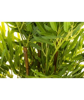 Roślina Dekoracyjna Bambus Roślina Dekoracyjna Bambus