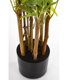 Roślina Dekoracyjna Bambus Roślina Dekoracyjna Bambus
