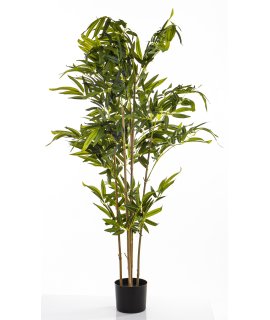 Roślina Dekoracyjna Bambus Roślina Dekoracyjna Bambus