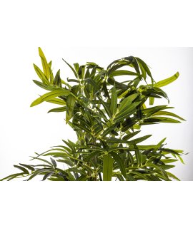 Roślina Dekoracyjna Bambus Roślina Dekoracyjna Bambus