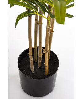 Roślina Dekoracyjna Bambus Roślina Dekoracyjna Bambus