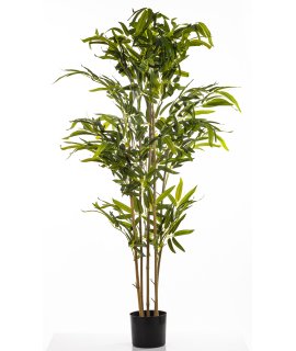 Roślina Dekoracyjna Bambus Roślina Dekoracyjna Bambus