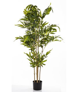 Roślina Dekoracyjna Bambus Roślina Dekoracyjna Bambus