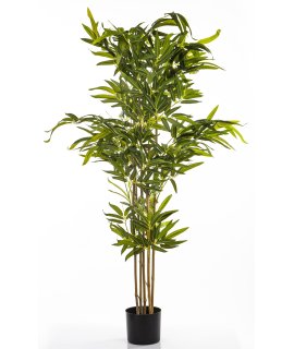 Roślina Dekoracyjna Bambus Roślina Dekoracyjna Bambus