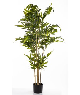 Roślina Dekoracyjna Bambus Roślina Dekoracyjna Bambus