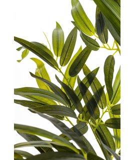 Roślina Dekoracyjna Bambus Roślina Dekoracyjna Bambus