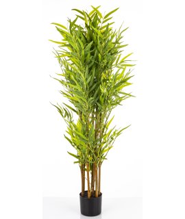 Roślina Dekoracyjna Bambus Roślina Dekoracyjna Bambus