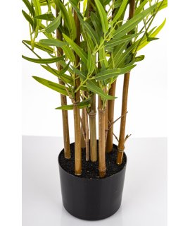 Roślina Dekoracyjna Bambus Roślina Dekoracyjna Bambus
