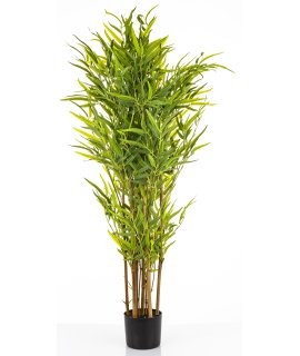 Roślina Dekoracyjna Bambus Roślina Dekoracyjna Bambus