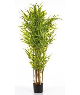 Roślina Dekoracyjna Bambus Roślina Dekoracyjna Bambus