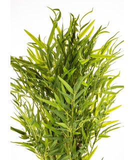 Roślina Dekoracyjna Bambus Roślina Dekoracyjna Bambus