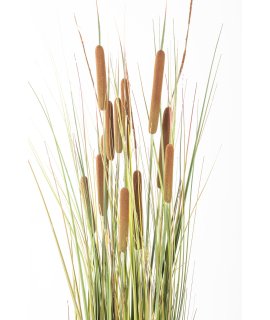 Roślina Dekoracyjna