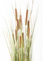 Roślina Dekoracyjna