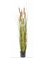 Roślina Dekoracyjna