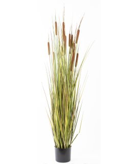 Roślina Dekoracyjna