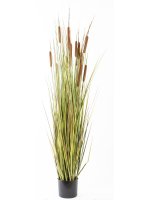 Roślina Dekoracyjna