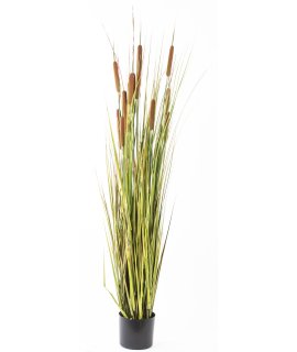 Roślina Dekoracyjna