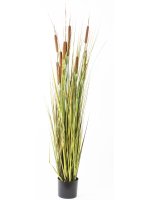 Roślina Dekoracyjna